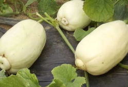 潍坊爆料视频吃瓜,揭秘吃瓜群众的狂欢现场